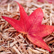 Illustration for article titled Shooting Challenge Fall Leaves Gallery 7